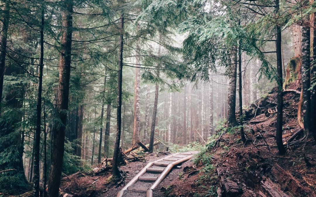 Forest railroad