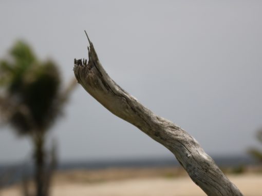 Rugged Barbados – 2
