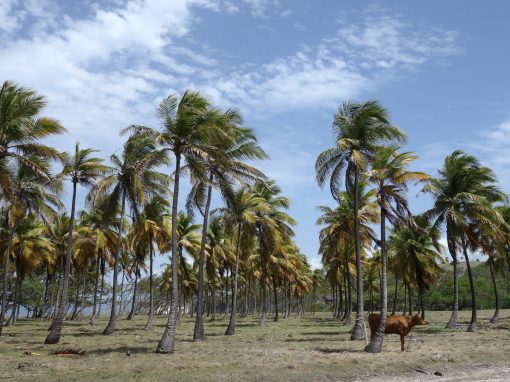 Rugged Barbados  – 6