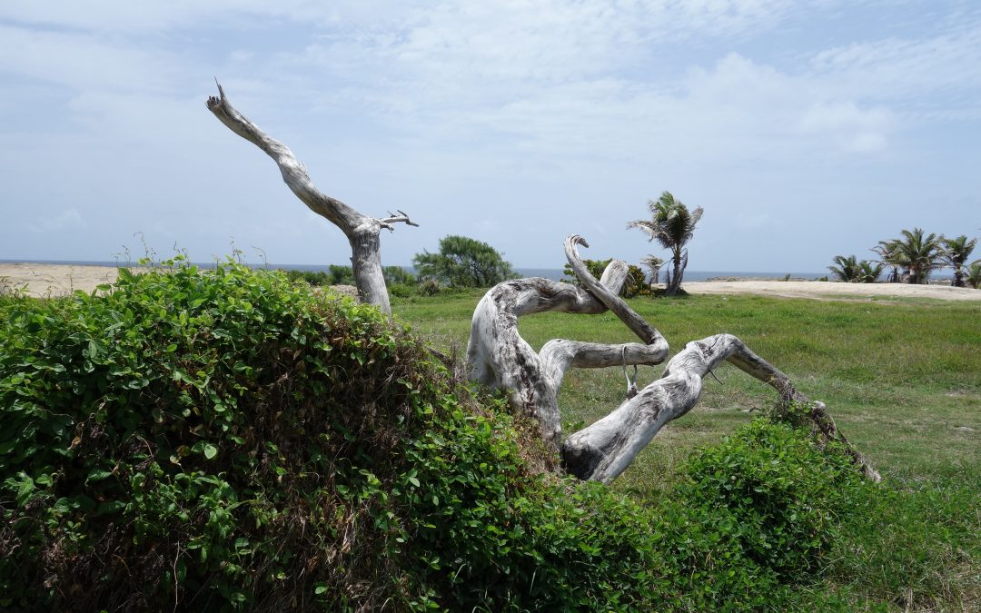 Rugged Barbados -2