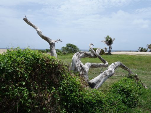 Rugged Barbados – 1