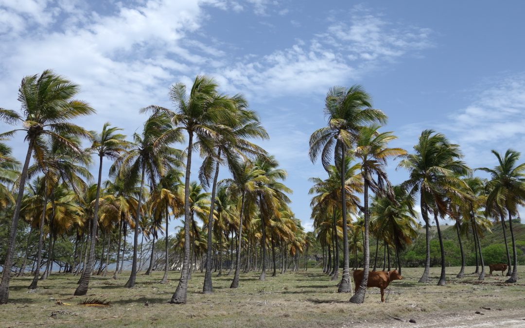 Rugged Barbados