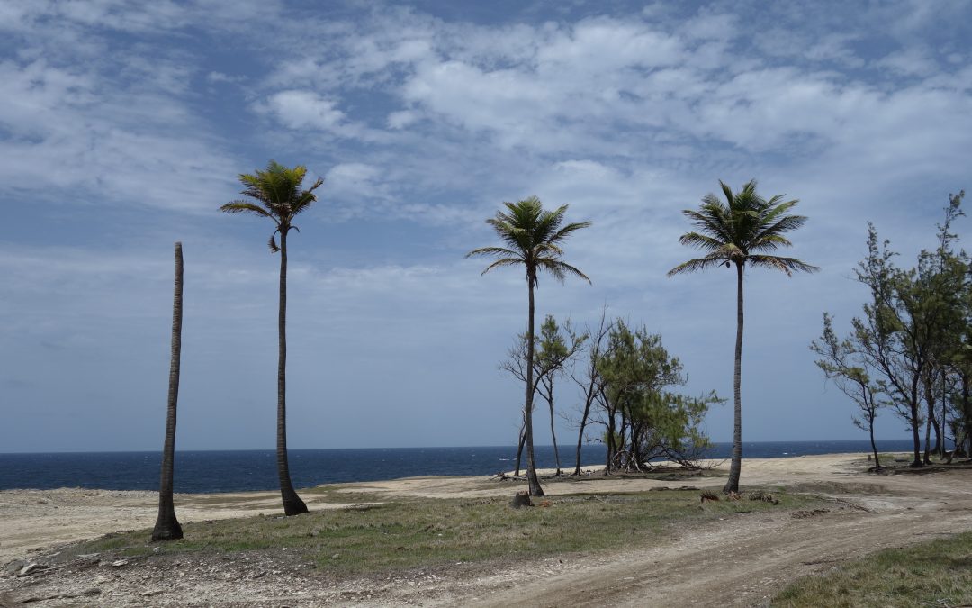 Three Trees – Barbados, May 2018