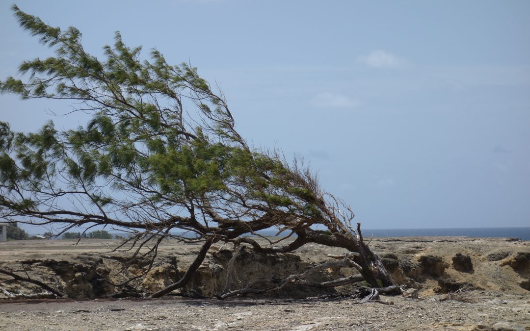 Rugged Barbados – 4